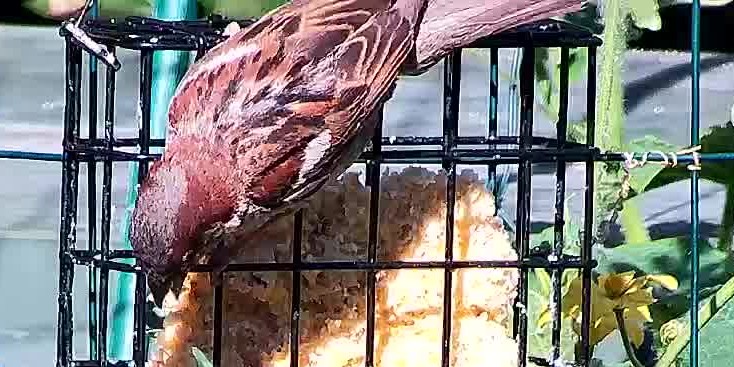 a House Finch at the feeder