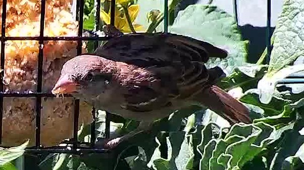 a House Sparrow at the feeder