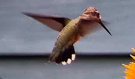 a Rufous Hummingbird at the feeder