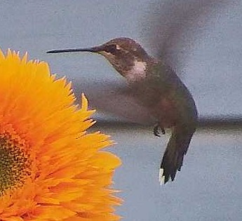 Black-chinned Hummingbird