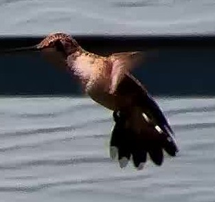 Rufous Hummingbird