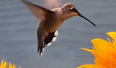 Black-chinned Hummingbird
