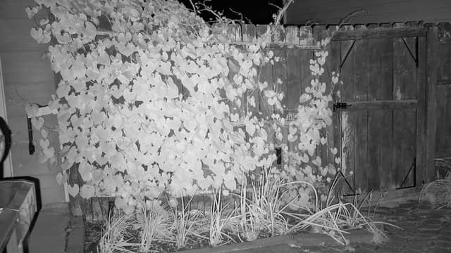 the vine has taken the whole wall