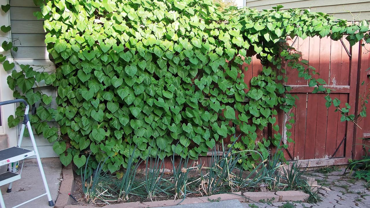 the garden at 6:00 PM on Friday, August 28