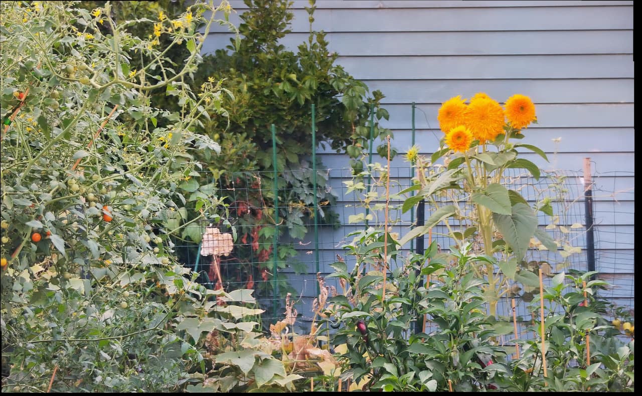 the garden at 6:00 PM on Friday, August 28